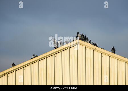 Gewöhnliche Tauben auf dem Metalldach eines Industrielagers. Telefotografie Stockfoto