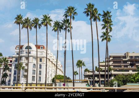 Herrliche Aussicht mit hohen Palmen auf Croisette in Cannes unheimlicher Sommertag, französische riviera (cote d'Azur) im Süden Frankreichs Stockfoto