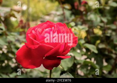 Schöne rote Rose im Garten am sonnigen Tag Nahaufnahme Stockfoto