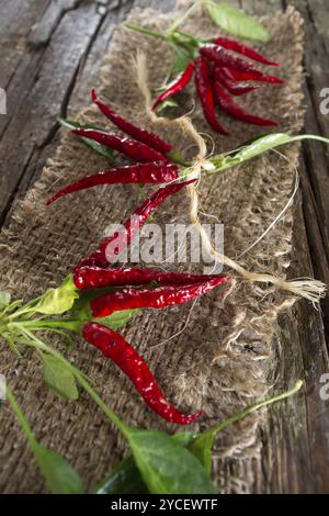 Kleine Trauben von Peperoni hängen an Jute-stoff organisieren Stockfoto