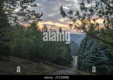 Eine Landstraße durch den Wald in der Abenddämmerung Stockfoto