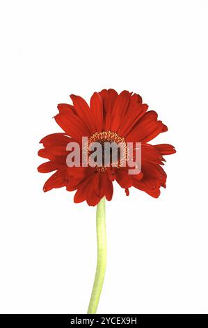 Rote Gerbera-Blume auf weißem Hintergrund Stockfoto