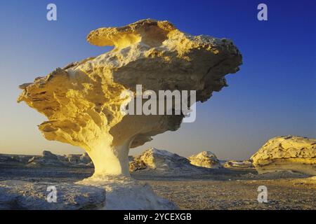 Felsen in der weißen Wüste, Stachelpilze, Pilzbildung, Ägypten, Afrika Stockfoto