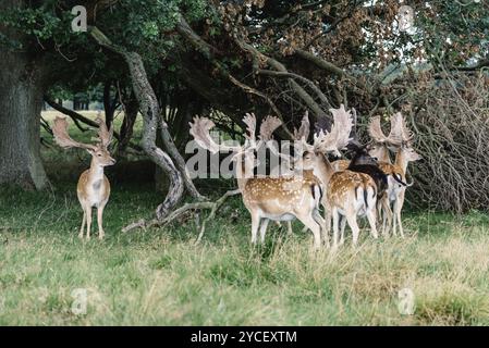 Eine Herde Damhirsche im Holz (Dama Dama) in Dänemark Stockfoto