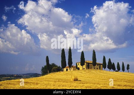 Landschaft in der Toskana im Morgennebel, Weingut Podere Belvedere in Val d'Orcia Stockfoto