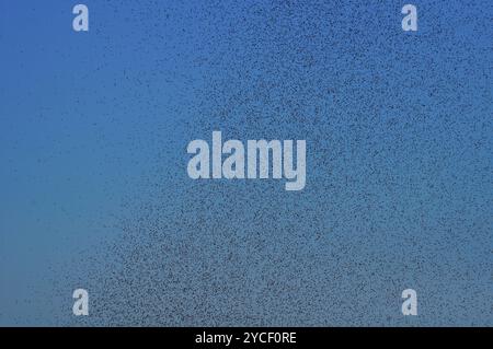 Viele große Wolke von Mücken gegen blauen Himmel Stockfoto