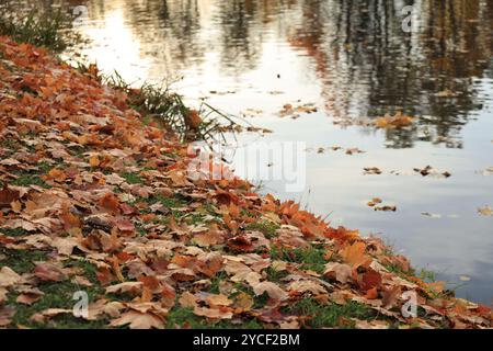 Diagonaler Schuss mit gefallenen Ahornblättern am Ufer eines Teichs an einem Herbstabend Stockfoto