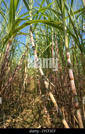 Zuckerrohrpflanze auf einer Plantage am Straßenrand in Karanganyar, Zentral-Java, Indonesien. Stockfoto