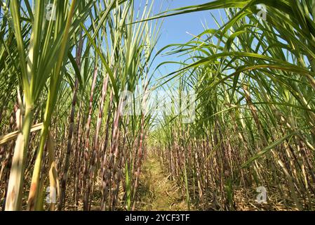 Zuckerrohrpflanze auf einer Plantage am Straßenrand in Karanganyar, Zentral-Java, Indonesien. Stockfoto