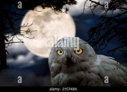 Schneeeule, Bubo scandiacus, eine große weiße Eulenfamilie. Schauriges Bild für Halloween. Stockfoto