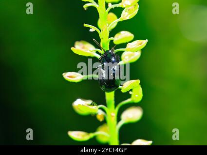 Käfer, in der Wildnis gefangen Stockfoto