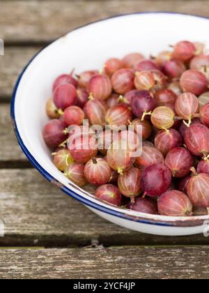 Frisch geerntete rote Stachelbeeren (Ribes uva-crispa) in einer Emailschüssel. Stockfoto