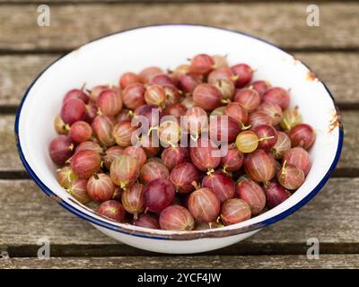 Frisch geerntete rote Stachelbeeren (Ribes uva-crispa) in einer Emailschüssel. Stockfoto