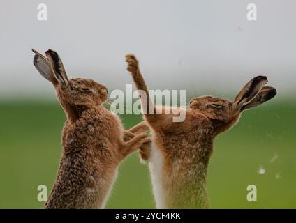 Boxhasen - Fisticuffs. Nahaufnahme eines männlichen und weiblichen Braunen Hasen (Lepus europaeus), die sich gegenseitig schlagen und körperlich werden. Suffolk UK Stockfoto