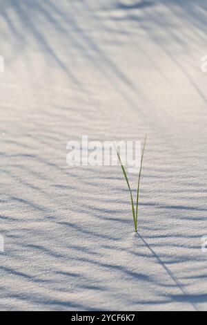 Muster, die vom Wind am Strand gebildet werden, einzelne Gräser blicken aus dem Sand, Insel Amrum, Nationalpark Schleswig-Holsteinisches Wattenmeer, Deutschland, Schleswig-Holstein, Nordseeküste Stockfoto