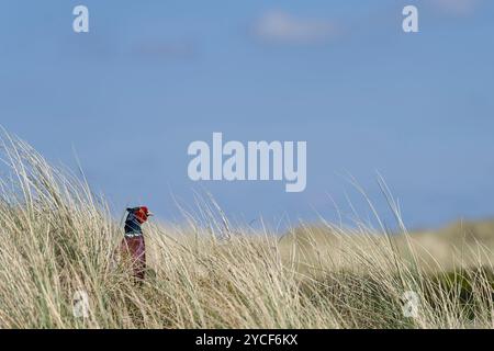 Fasan in den Dünen, Insel Amrum, Nationalpark Schleswig-Holstein Wattenmeer, Deutschland, Schleswig-Holstein, Nordseeküste Stockfoto