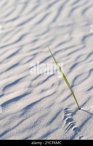 Muster, die vom Wind am Strand gebildet werden, einzelne Gräser blicken aus dem Sand, Insel Amrum, Nationalpark Schleswig-Holsteinisches Wattenmeer, Deutschland, Schleswig-Holstein, Nordseeküste Stockfoto