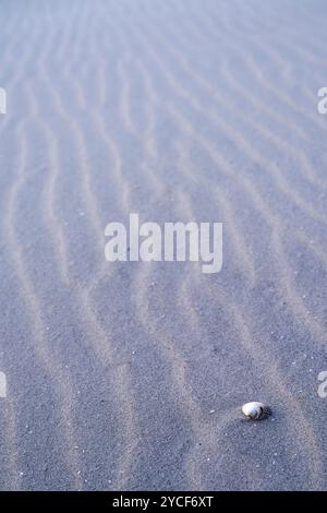 Muster, die durch den Wind am Strand entstanden sind, zwischen einer Muschel, Amrum Island, Schleswig-Holsteinischer Nationalpark Wattenmeer, Deutschland, Schleswig-Holstein, Nordseeküste Stockfoto