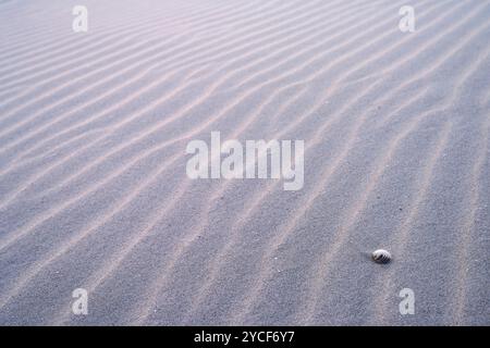 Muster, die durch den Wind am Strand entstanden sind, zwischen einer Muschel, Amrum Island, Schleswig-Holsteinischer Nationalpark Wattenmeer, Deutschland, Schleswig-Holstein, Nordseeküste Stockfoto