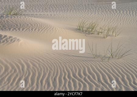 Muster, die vom Wind am Strand gebildet werden, einzelne Gräser blicken aus dem Sand, Insel Amrum, Nationalpark Schleswig-Holsteinisches Wattenmeer, Deutschland, Schleswig-Holstein, Nordseeküste Stockfoto