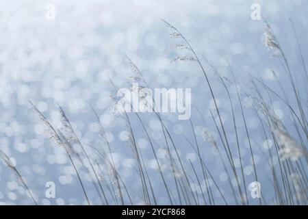 Am Meer, Gräser und Lichtreflexionen auf der Wasseroberfläche, Deutschland Stockfoto