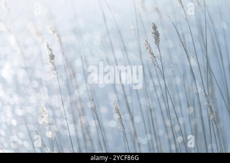 Am Meer, Gräser und Lichtreflexionen auf der Wasseroberfläche, Deutschland Stockfoto