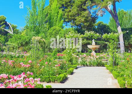 Zu Fuß durch Buen Retiro Park. Rose Park (Parque De Las Rosas) im Botanischen Garten im Park Retiro. Madrid, Spanien. Stockfoto