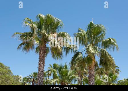 Palmen vor blauem Himmel, Bormes-Les-Mimosas, Provence-Alpes-Cote d'Azur, Frankreich Stockfoto