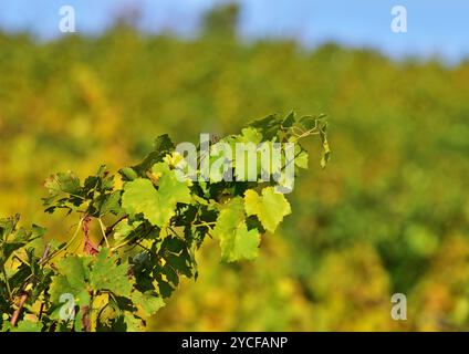 Weinberg auf dem Kahlenberg an einem Herbsttag Stockfoto