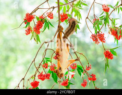 Das rote Eichhörnchen hängt an einem Sambucus-Zweig mit Beeren Stockfoto