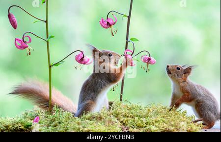 Das rote Eichhörnchen riecht nach einer Lilium-Martagonblume Stockfoto