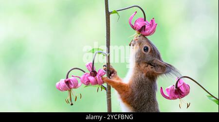 Das rote Eichhörnchen riecht nach einer Lilium-Martagonblume Stockfoto