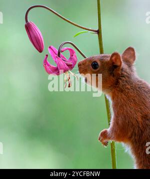 Das rote Eichhörnchen riecht nach einer Lilium-Martagonblume Stockfoto