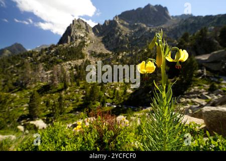 Gelbe Türkenlilie (Lilium martagon) oder Türkenlilie im Nationalpark Aigüestortes i Estany de Sant Maurici, Katalonien, Spanien, Europa Stockfoto