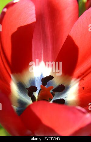 Rote Tulpe Blume Innenansicht hautnah Stockfoto