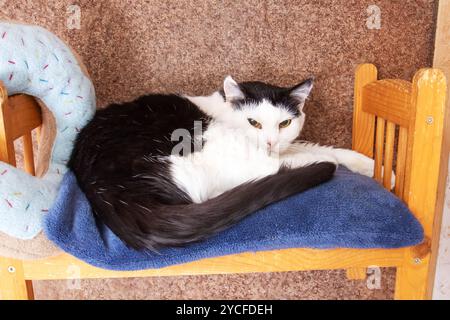Eine kleine bis mittelgroße schwarz-weiße Katze mit Schnurrbart und einem Kitzschwanz liegt friedlich auf einer gemütlichen blauen Decke in der Nähe von Holz Stockfoto