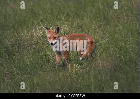 Nahaufnahme eines jungen Rotfuchses (Vulpes vulpes) auf einer Wiese im Frühsommer im Ostallgäu, Allgäu, Schwaben, Bayern Stockfoto