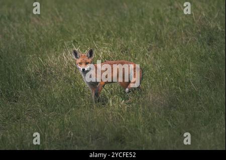 Nahaufnahme eines jungen Rotfuchses (Vulpes vulpes) auf einer Wiese im Frühsommer im Ostallgäu, Allgäu, Schwaben, Bayern Stockfoto