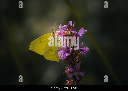 Zitronenfalter (Gonepteryx rhamni), Schmetterling (Schmetterling) an einer violetten Blume im Ostallgäu, Allgäu, Schwaben, Bayern, Deutschland, Europa Stockfoto