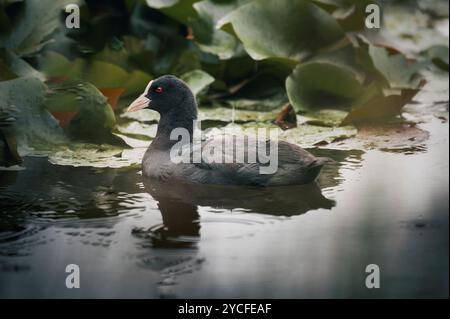 Nahaufnahme eines Kuhns (Fulica) in einem Teich im Ostallgäu, Allgäu, Schwaben, Bayern, Deutschland, Europa im Hintergrund Seerosen Stockfoto