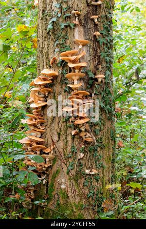 Schwefelbüschelklumpen von orange gelben Pilzen Hypholoma fasciculare, Herbst UK, wächst an den Seiten toter aufrechter Stämme mit Efeu Stockfoto