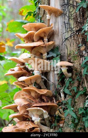 Schwefelbüschelklumpen von orange gelben Pilzen Hypholoma fasciculare, Herbst UK, wächst an den Seiten toter aufrechter Stämme mit Efeu Stockfoto