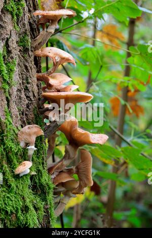 Schwefelbüschelklumpen von orange gelben Pilzen Hypholoma fasciculare, Herbst UK, wächst an den Seiten toter aufrechter Stämme mit Efeu Stockfoto