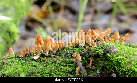 Schwefelbüschelklumpen von orange gelben Pilzen Hypholoma fasciculare, Herbst UK wächst auf toten Stämmen ungeöffnete Kappen auf Moos Platz für Kopie entlang der Oberseite Stockfoto