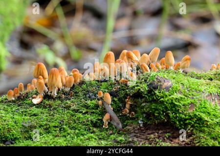 Schwefelbüschelklumpen von orange gelben Pilzen Hypholoma fasciculare, Herbst UK wächst auf toten Stämmen ungeöffnete Kappen auf Moos Platz für Kopie entlang der Oberseite Stockfoto