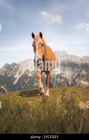 Haflinger Pferd auf einer sommerlichen Almwiese in Tirol mit Bergpanorama im Hintergrund Stockfoto