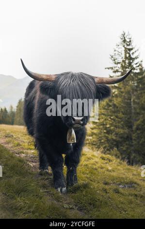 Beeindruckende schwarze schottische Hochlandrinder mit Kuhglocke um den Hals auf einer Tiroler Almweide in Österreich. Berge und Fichentwald im Hintergrund Stockfoto