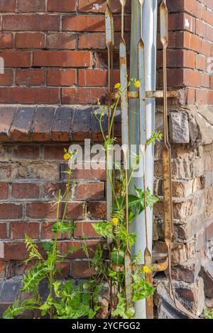 Abflussrohr an einer Hauswand und grüne Pflanzen, alte städtische Architektur Stockfoto