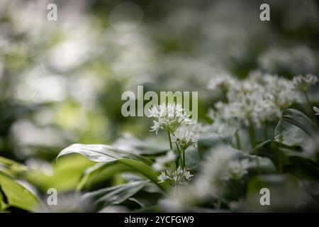 Allium ursinum, allgemein bekannt als Wildknoblauch, blüht in der Frühlingssonne Stockfoto