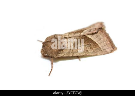 Die rosige rustikale Motte Hydraecia micacea auf weiß Stockfoto